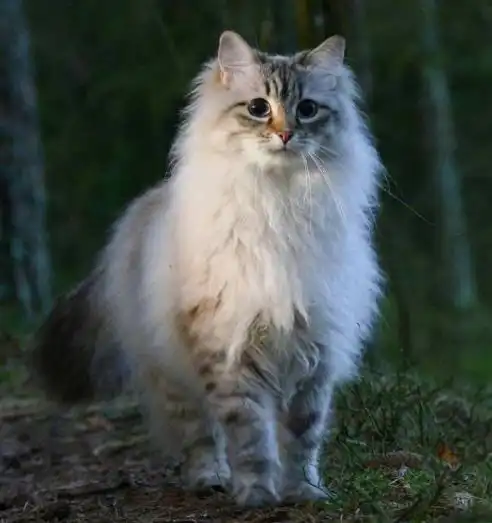 普京给安倍的回礼是猫中的战斗机,威武霸气的西伯利亚森林猫