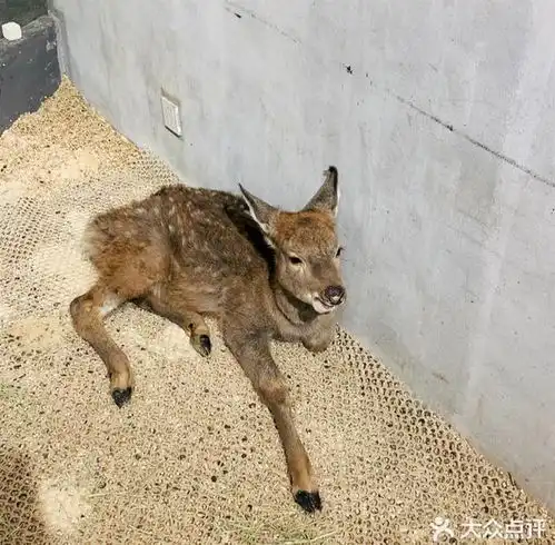 商场里出现了梅花鹿狐狸和孔雀越来越像动物园的萌宠店,该由谁规范