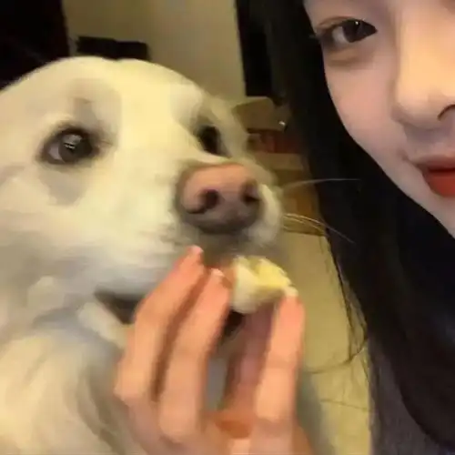 cp头像超级狗的添加好友的句子合集