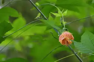 下月吉星庇佑,大机遇出现,招财聚财,贵人如云的四属相