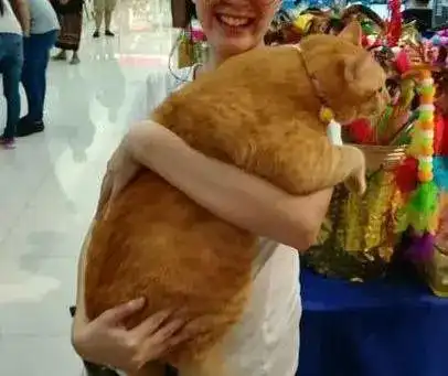 橘猫到底能有多胖网友别拿猪骗我