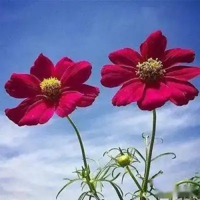 得了胆囊结石怎么办