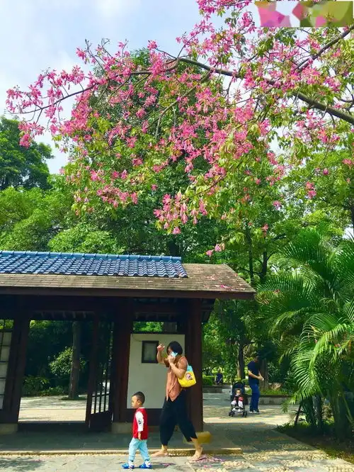 美醉厦门满城尽是浪漫粉,美丽异木棉惊艳盛放,少女心爆棚