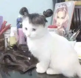 成年人喜欢的凯蒂猫,果然很奇怪爆笑内涵囧图