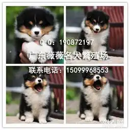 广东薇薇繁殖场出售纯种喜乐蒂牧羊犬欢迎上门挑选