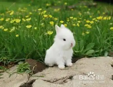 要怎样哄女朋友开心
