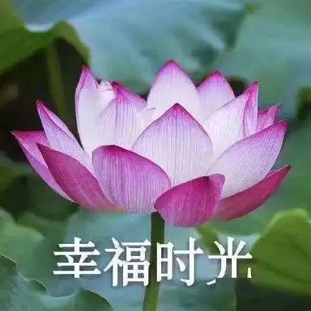 不粘人,不撒娇,不吃醋,有个佛系女友太难了女生
