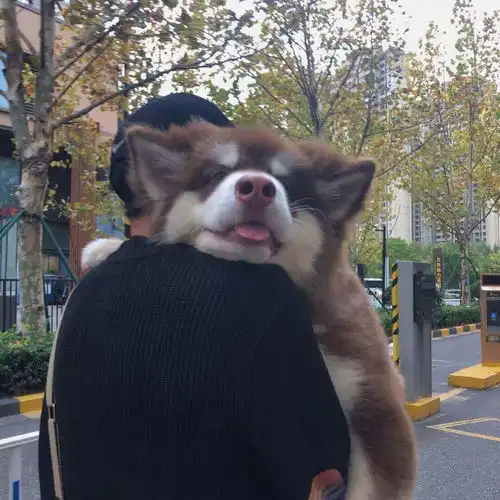 每一首都很甜