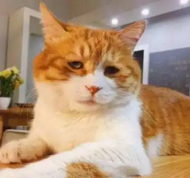 喵闻了主人的脚丫子,我整只喵都不好了猫咪的嗅觉是如此灵敏