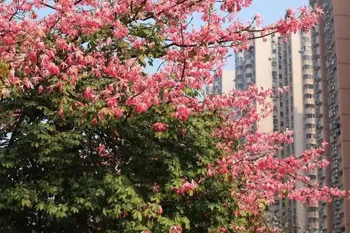 12月的广州,竟藏一大片粉色花海,坐地铁就能去看