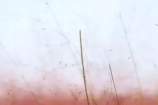 少女心爆棚,郑州的秋天竟然是粉红色的,网红粉黛乱子草梦幻来袭
