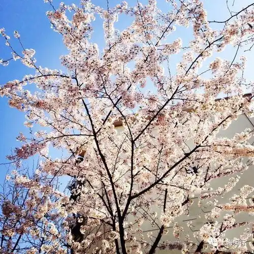 莫负好春光,樱约到闵行