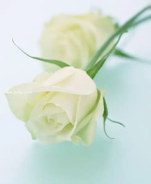 白玫瑰代表什么意义白玫瑰的花语及养殖技巧有哪些揭秘