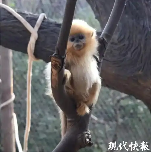 齐天大圣火出天际,南京的齐天小圣也美出了圈