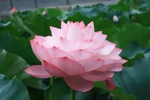 夏日赏荷54种荷花品种图鉴,惊艳了世界