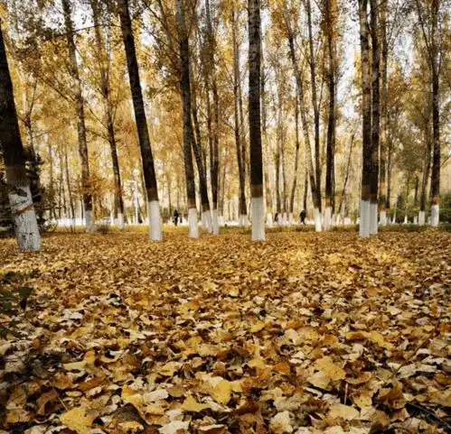 赏红叶,何必远行家门口这个公园,景美人少还免费