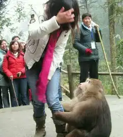 动物发起情来真要逆天美女遭公猴当众扒光上衣
