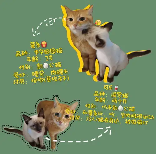 为什么你们的宠物都这么可爱