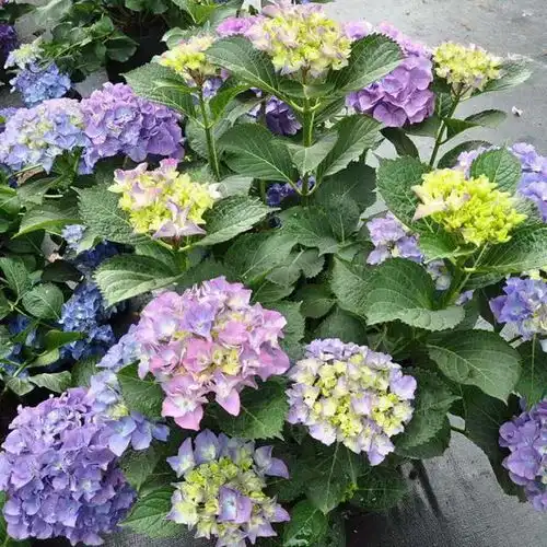 让绣球花变颜色,切记掐准时间节点,不然花色特别难看