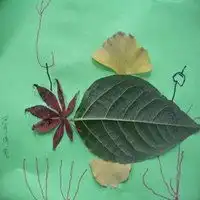 微信头像半片树叶遮住风景微信头像图片大全