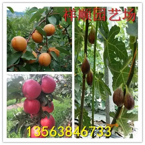 新品种妙香草莓苗妙香草莓苗报价-黄页88网
