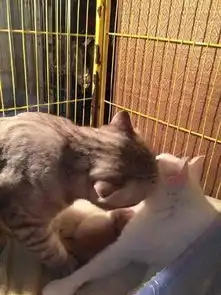 猫妈妈生下崽儿,猫爸暖心一吻,发现事情并不简单
