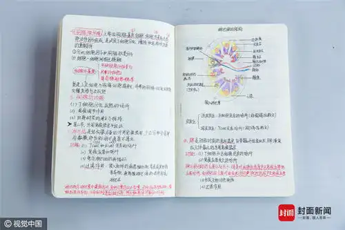 手绘人体器官大二女生解剖学笔记惊艳走红