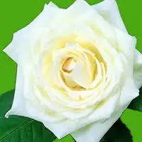 白色的花qq头像
