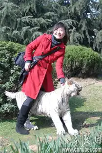 武汉动物园小白虎踏春上演美女与猛兽