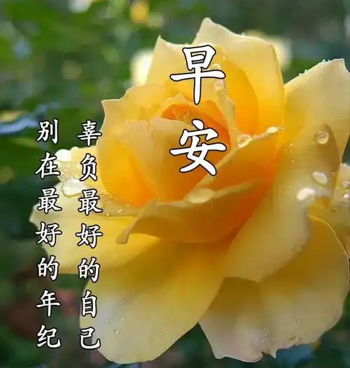 寒冷清晨早上好图片不用打字聊天早安问候表情动态图