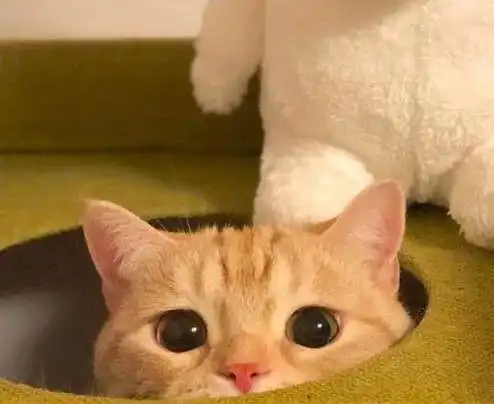 做好这几点,猫主子秒变小棉袄