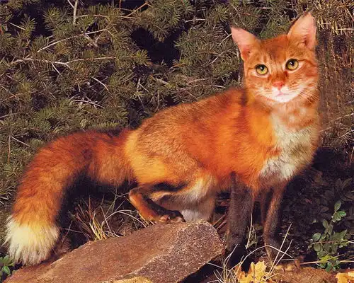 南加州一狐狸头像野猫,为躲避天敌1年挖100个洞,却被美国人杀绝