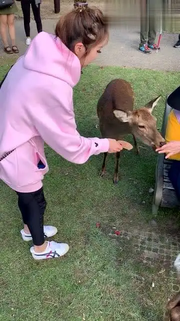 美女去喂小鹿,接下来的事,真的心疼美女三秒