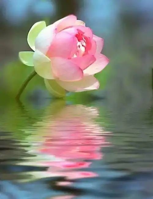 醉荷,太美了