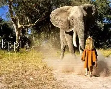 tippi