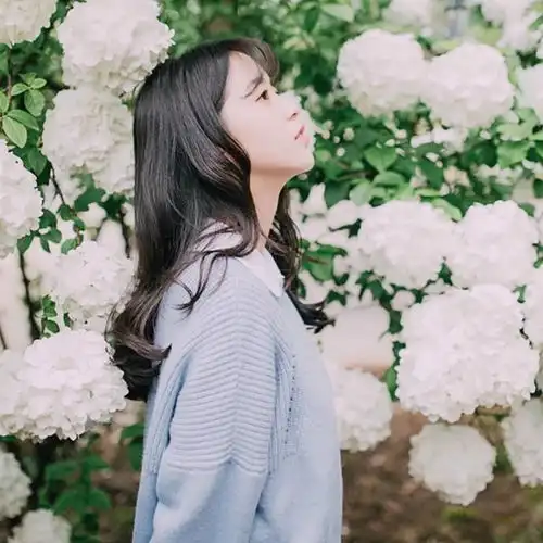 橘红绣球花