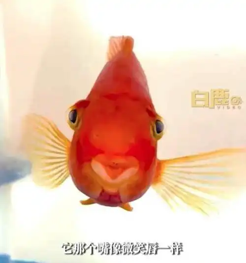 女生花470元给1条鱼看病25元买的养了几年有感情