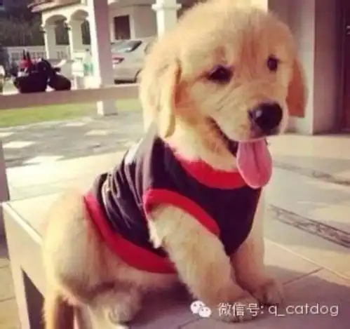 一只聪明而有爱的金毛,大家都应该向他学学