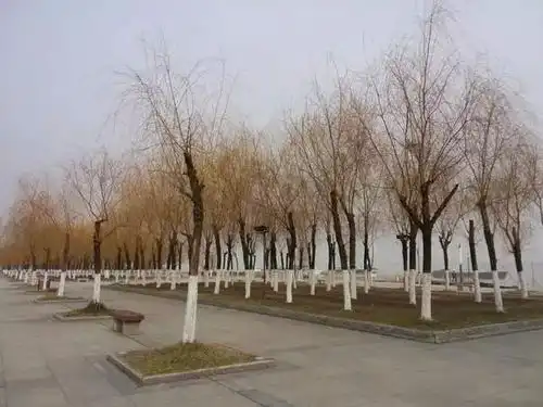 华师校园美翻啦上百株美丽异木棉齐齐怒放,粉出天际,少女心炸裂