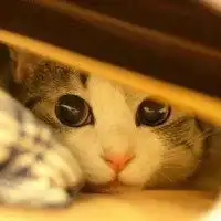 动画猫躲着看的头像女生微信头像图片大全