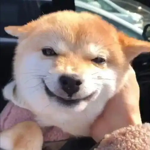 动物头像第10期柴犬微笑可爱头像,看什么看,狗狗也是会害羞的