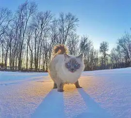 这只网红猫萌化了我的少女心