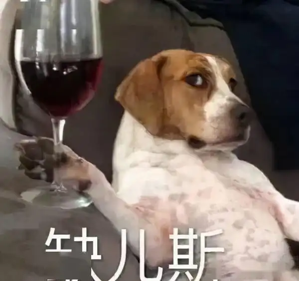 小个子女生养大狗狗是啥体验