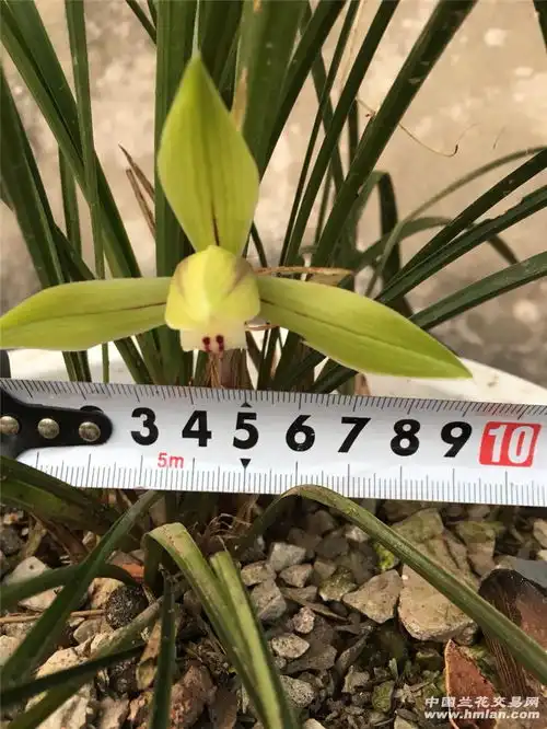 皖南下山草大师看好不好
