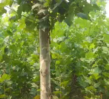 黄页88高清图片