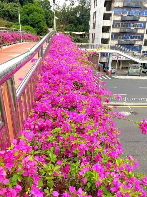 美醉厦门满城尽是浪漫粉,美丽异木棉惊艳盛放,少女心爆棚