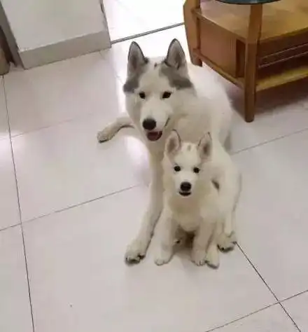 搞笑你家的狗狗谢顶了吗