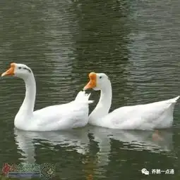 你知道养鹅需要多少成本吗