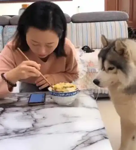 女主人吃饭看手机,旁边二哈趁机对美食下手,网友这狗飘了