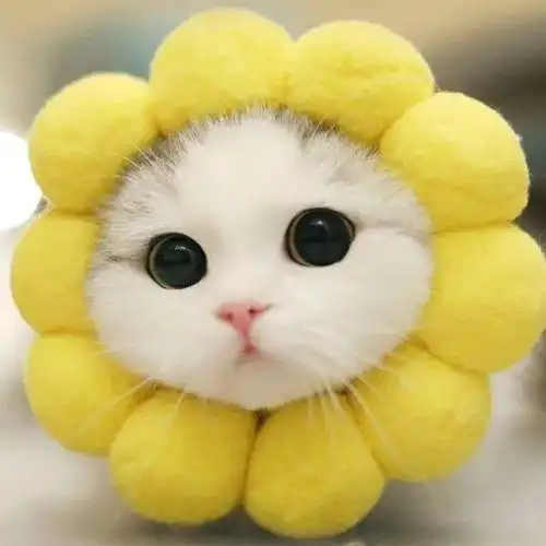 震惊,周杰伦最喜欢这种猫